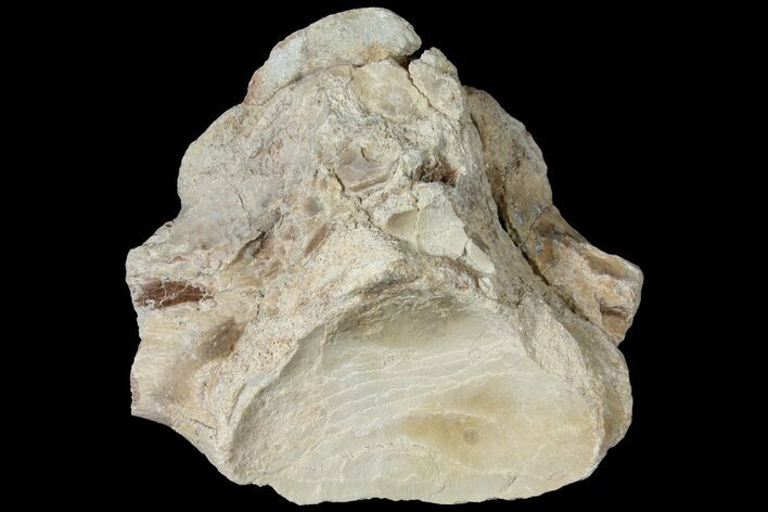 Mosasaur (Platecarpus) Vertebra - Kansas #121996